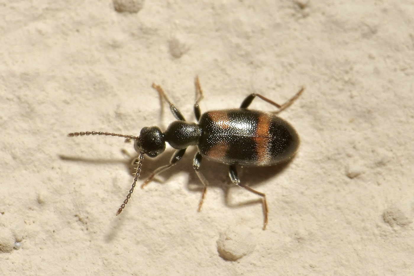 Anthicidae: Anthicus laeviceps? S